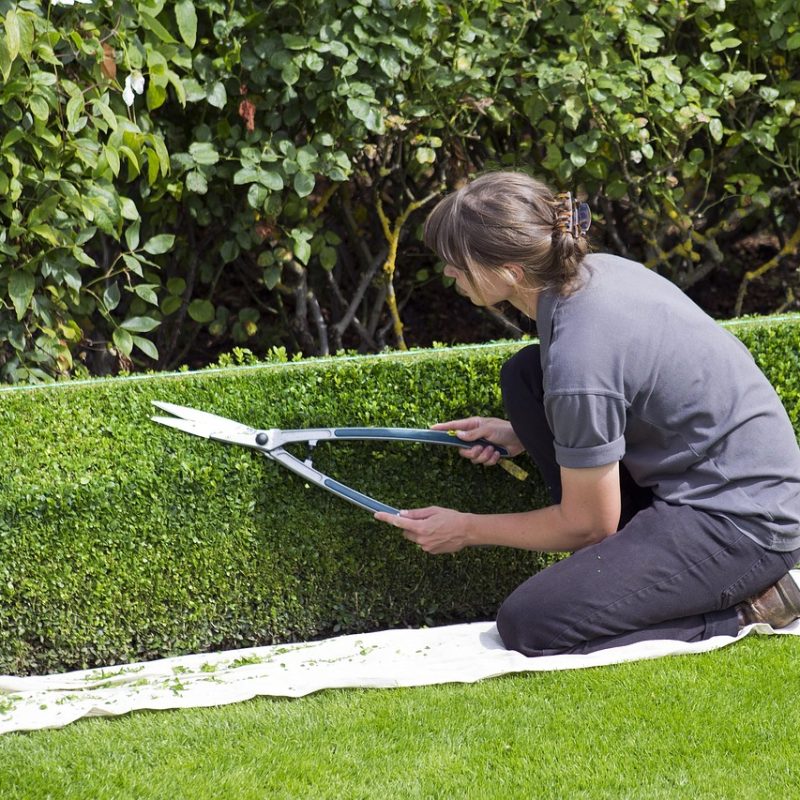 box-hedge-topiary-869073_1280 box-hedge-topiary-869073_1280
